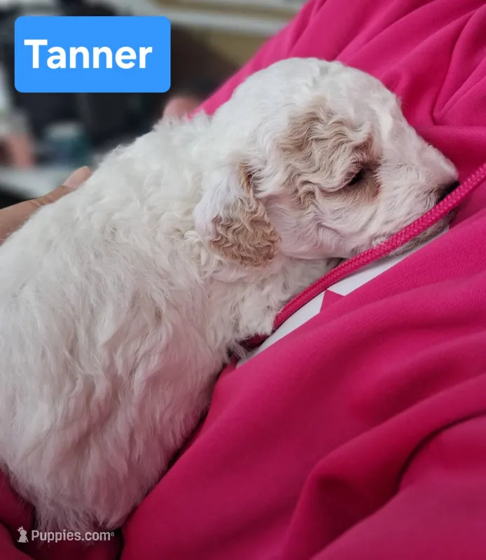 Tanner – Poodle - Toy  puppy for sale in Parma, MI