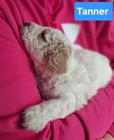 Tanner, a male Poodle - Toy  for sale in Parma, MI – 4 of 4