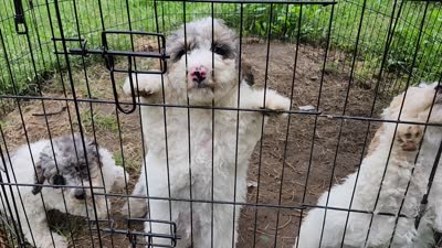 Tanner, a male Poodle - Toy  for sale in Parma, MI – 9 of 10