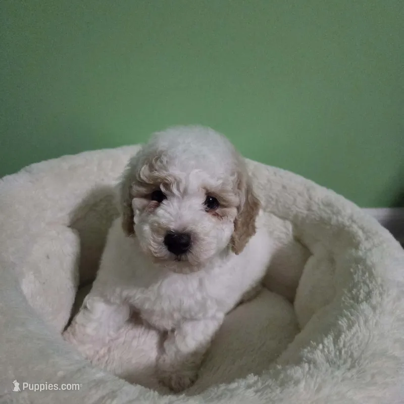 Tanner – Poodle - Toy  puppy for sale in Parma, MI