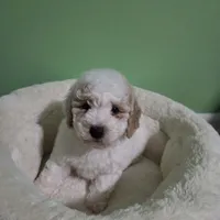 Tanner (pending until Oct 1st), a male Poodle - Toy  for sale in Parma, MI – 1 of 8