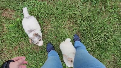 Karen (Pending until Oct 1st), a female Poodle - Toy  for sale in Parma, MI – 8 of 9