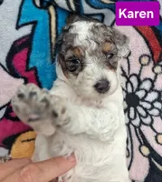 Karen, a female Poodle - Toy  for sale in Parma, MI – 3 of 5