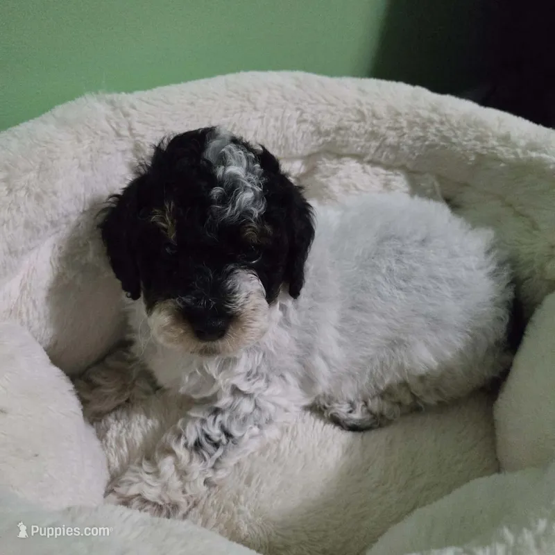 Squiggles – Poodle - Toy  puppy for sale in Parma, MI