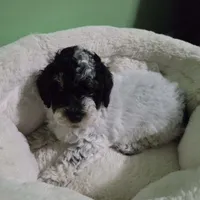 Squiggles, a male Poodle - Toy  for sale in Parma, MI – 1 of 9