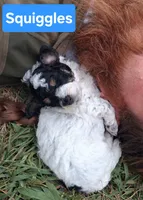Squiggles, a male Poodle - Toy  for sale in Parma, MI – 2 of 2