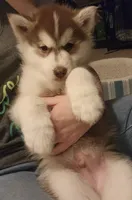 Semi Wooly Copper Male , a male Siberian Husky for sale in Parma, MI – Photo 3 of 5