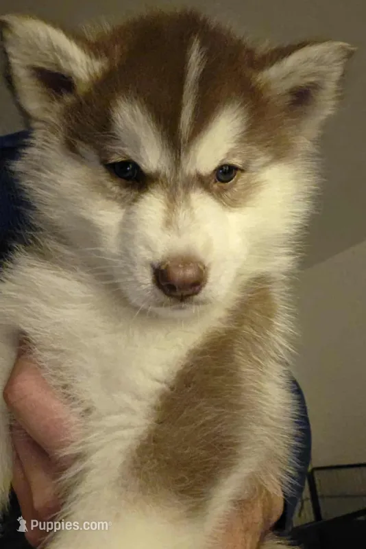 Semi Wooly Copper Male 