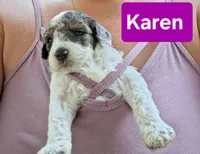 Karen, a female Poodle - Toy  for sale in Parma, MI – 2 of 5