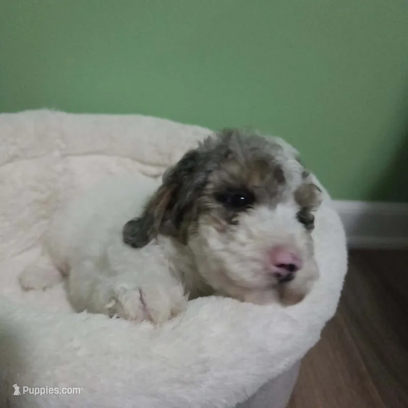 Karl – Poodle - Toy  puppy for sale in Parma, MI