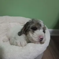 Karl, a male Poodle - Toy  for sale in Parma, MI – 1 of 9
