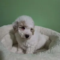 Tanner (pending until Oct 1st), a male Poodle - Toy  for sale in Parma, MI – 4 of 8