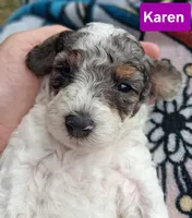 Karen, a female Poodle - Toy  for sale in Parma, MI – 4 of 5
