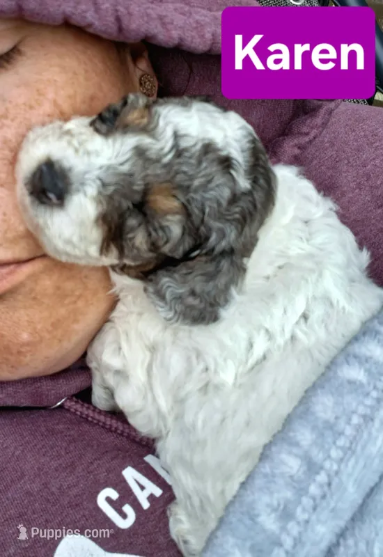 Karen – Poodle - Toy  puppy for sale in Parma, MI