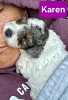 Karen, a female Poodle - Toy  for sale in Parma, MI – 1 of 5