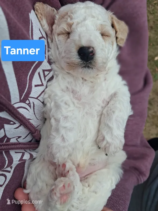 Tanner – Poodle - Toy  puppy for sale in Parma, MI