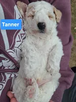 Tanner, a male Poodle - Toy  for sale in Parma, MI – 2 of 4