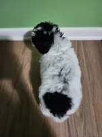 Squiggles, a male Poodle - Toy  for sale in Parma, MI – 5 of 9
