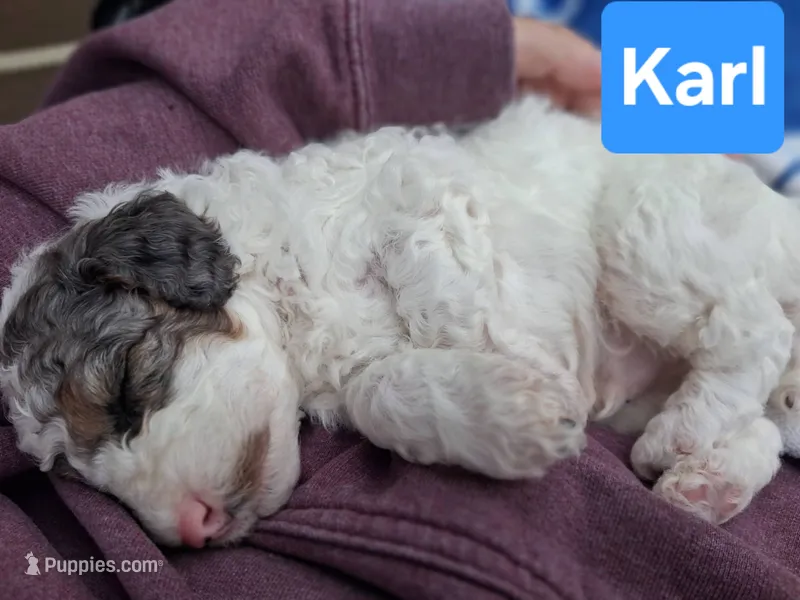 Karl – Poodle - Toy  puppy for sale in Parma, MI