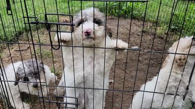 Karen (Pending until Oct 1st), a female Poodle - Toy  for sale in Parma, MI – 9 of 9