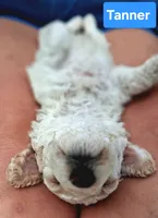 Tanner, a male Poodle - Toy  for sale in Parma, MI – 3 of 4