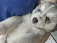 Semi Wooly grey & white female , a male Siberian Husky for sale in Parma, MI – Photo 4 of 5