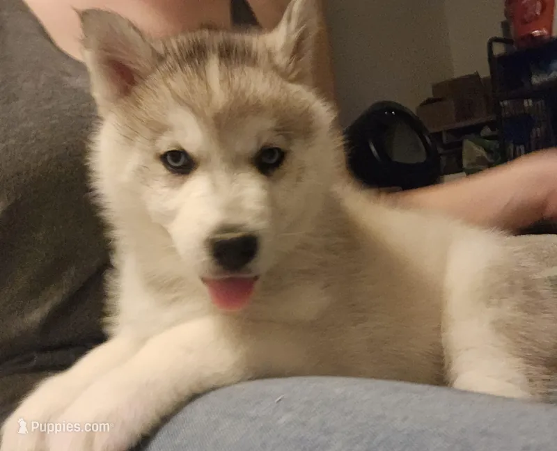 Semi Wooly grey & white female 