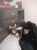 Luke, a male Chihuahua for sale in Louisville, KY – Photo 2 of 3