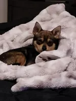 Luke, a male Chihuahua for sale in Louisville, KY – Photo 1 of 3