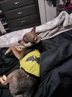 Luke, a male Chihuahua for sale in Louisville, KY – Photo 3 of 3