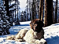 Toby, a male Newfoundland for sale in Pikeville, TN – 4 of 4