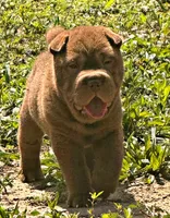 Jonah, a male Chinese Shar-Pei for sale in Pikeville, TN – 3 of 7