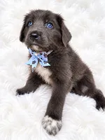Theo, a male Newfoundland for sale in Pikeville, TN – 2 of 3