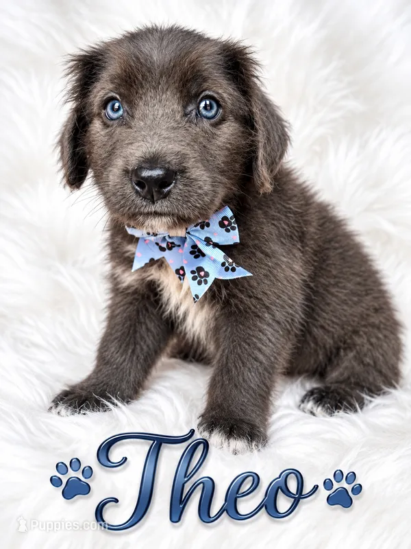 Theo – Newfoundland puppy for sale in Pikeville, TN