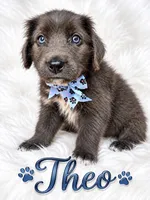 Theo, a male Newfoundland for sale in Pikeville, TN – 1 of 3