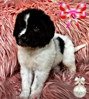 Boomer, a male Newfoundland for sale in Pikeville, TN – Photo 2 of 5