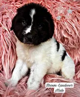 Boomer, a male Newfoundland for sale in Pikeville, TN – Photo 1 of 5
