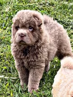 Betsy, a female Chinese Shar-Pei for sale in Pikeville, TN – 2 of 3