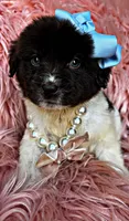 Lily, a female Newfoundland for sale in Pikeville, TN – Photo 2 of 6