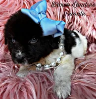 Lily, a female Newfoundland for sale in Pikeville, TN – Photo 3 of 6