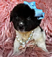 Lily, a female Newfoundland for sale in Pikeville, TN – Photo 1 of 6