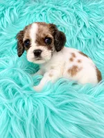 Reuben, a male Cocker Spaniel for sale in Pikeville, TN – 2 of 6