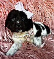 Betty, a female Newfoundland for sale in Pikeville, TN – Photo 3 of 7