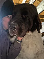 Betty, a female Newfoundland for sale in Pikeville, TN – Photo 7 of 7