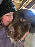 Betty, a female Newfoundland for sale in Pikeville, TN – Photo 6 of 7