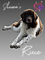 Betty, a female Newfoundland for sale in Pikeville, TN – Photo 5 of 7