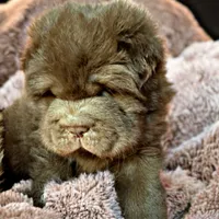 Moose, a male Chinese Shar-Pei for sale in Pikeville, TN – Photo 5 of 9