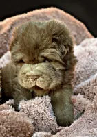 Moose, a male Chinese Shar-Pei for sale in Pikeville, TN – Photo 5 of 9