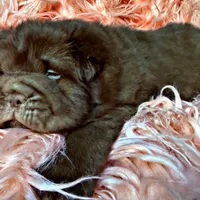 Moose, a male Chinese Shar-Pei for sale in Pikeville, TN – Photo 6 of 9