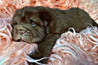 Moose, a male Chinese Shar-Pei for sale in Pikeville, TN – Photo 6 of 9